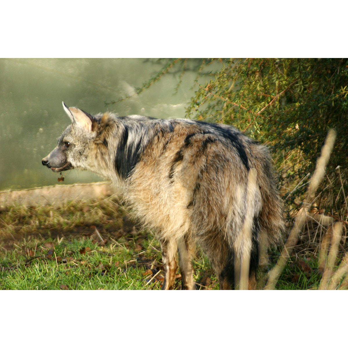 Земляной волк (Proteles cristata) Фото №6
