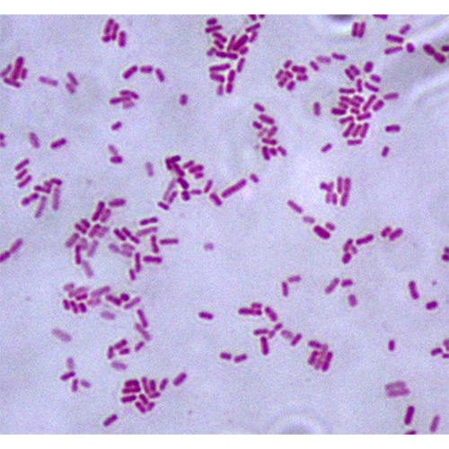 Род Протеобактерии фото