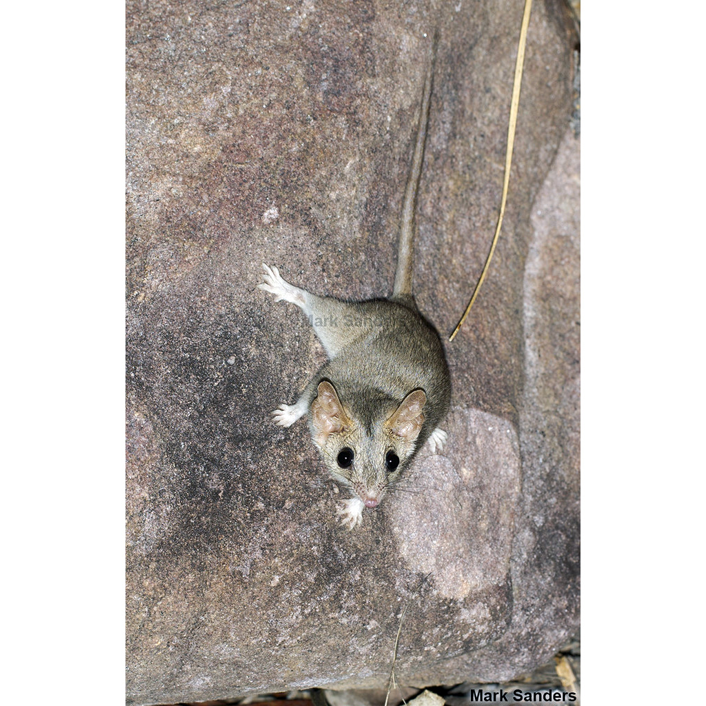 Песчаниковая сумчатая мышь (Pseudantechinus bilarni) Фото №3