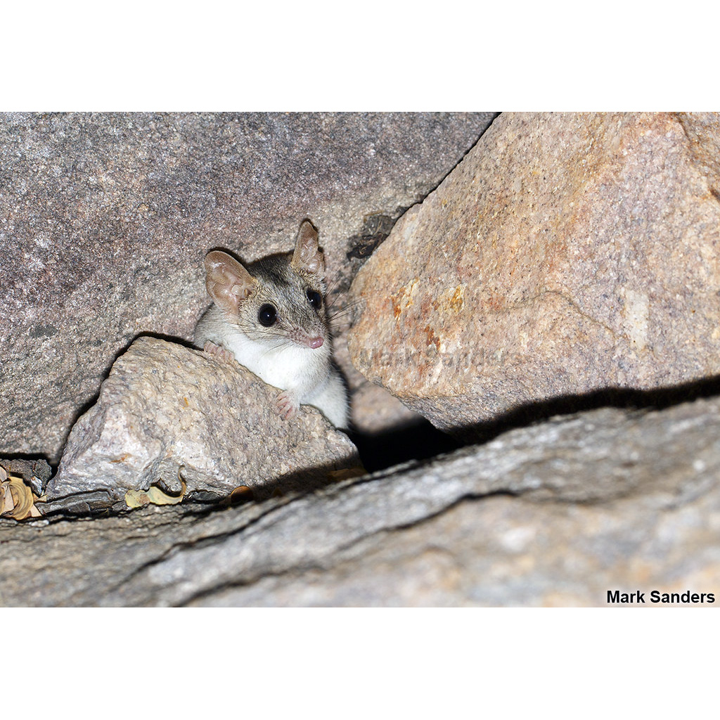 Песчаниковая сумчатая мышь (Pseudantechinus bilarni) Фото №4