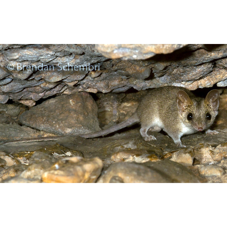 Песчаниковая сумчатая мышь (Pseudantechinus bilarni) Фото №1