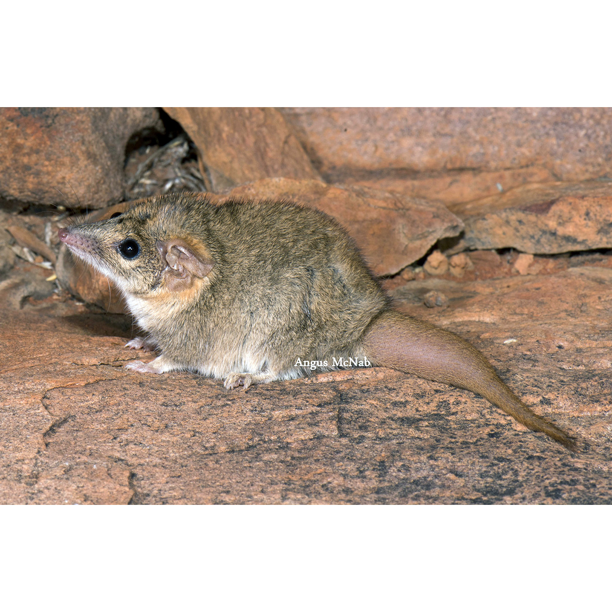 Толстохвостая сумчатая мышь (Pseudantechinus macdonnellensis) Фото №2