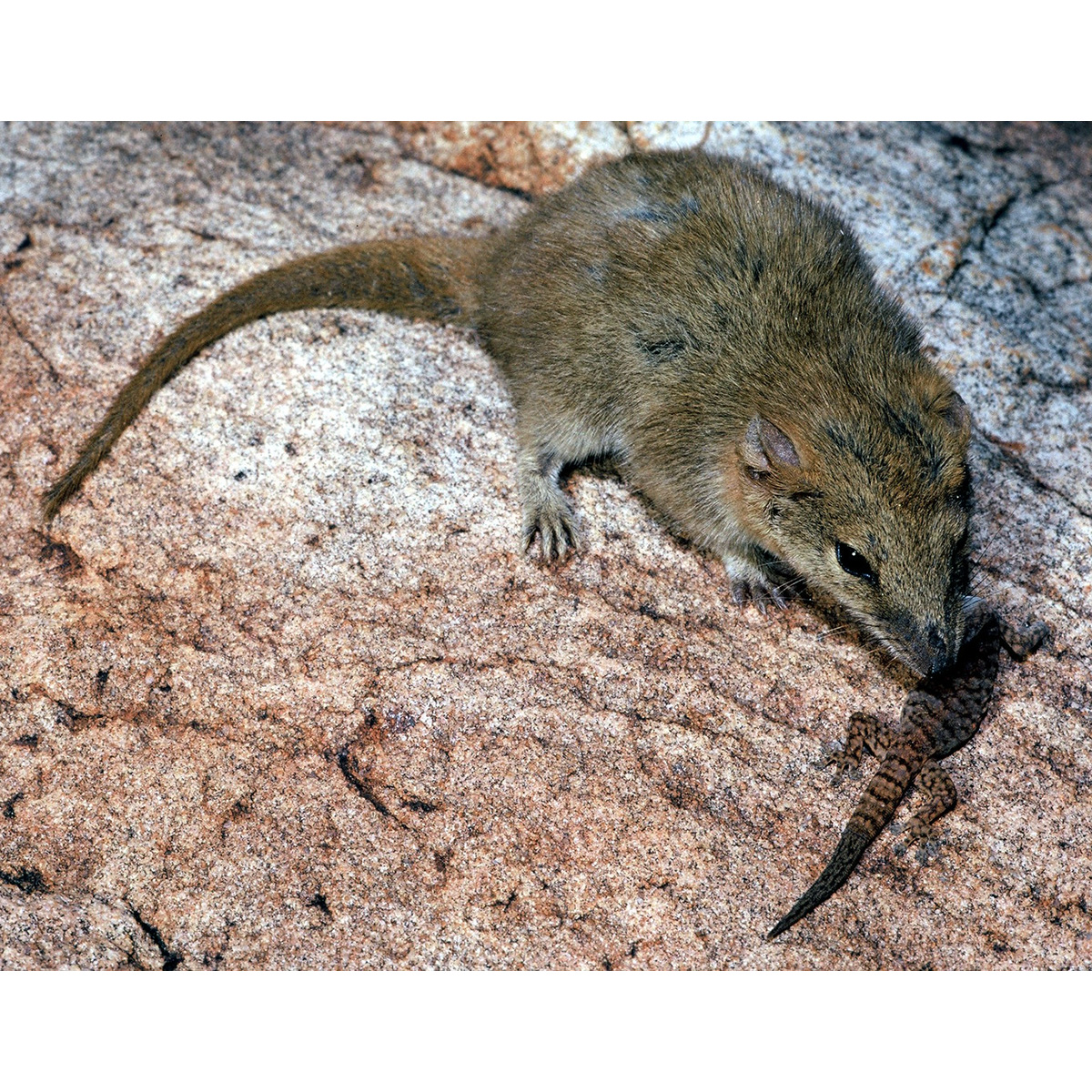 Толстохвостая сумчатая мышь (Pseudantechinus macdonnellensis) Фото №3