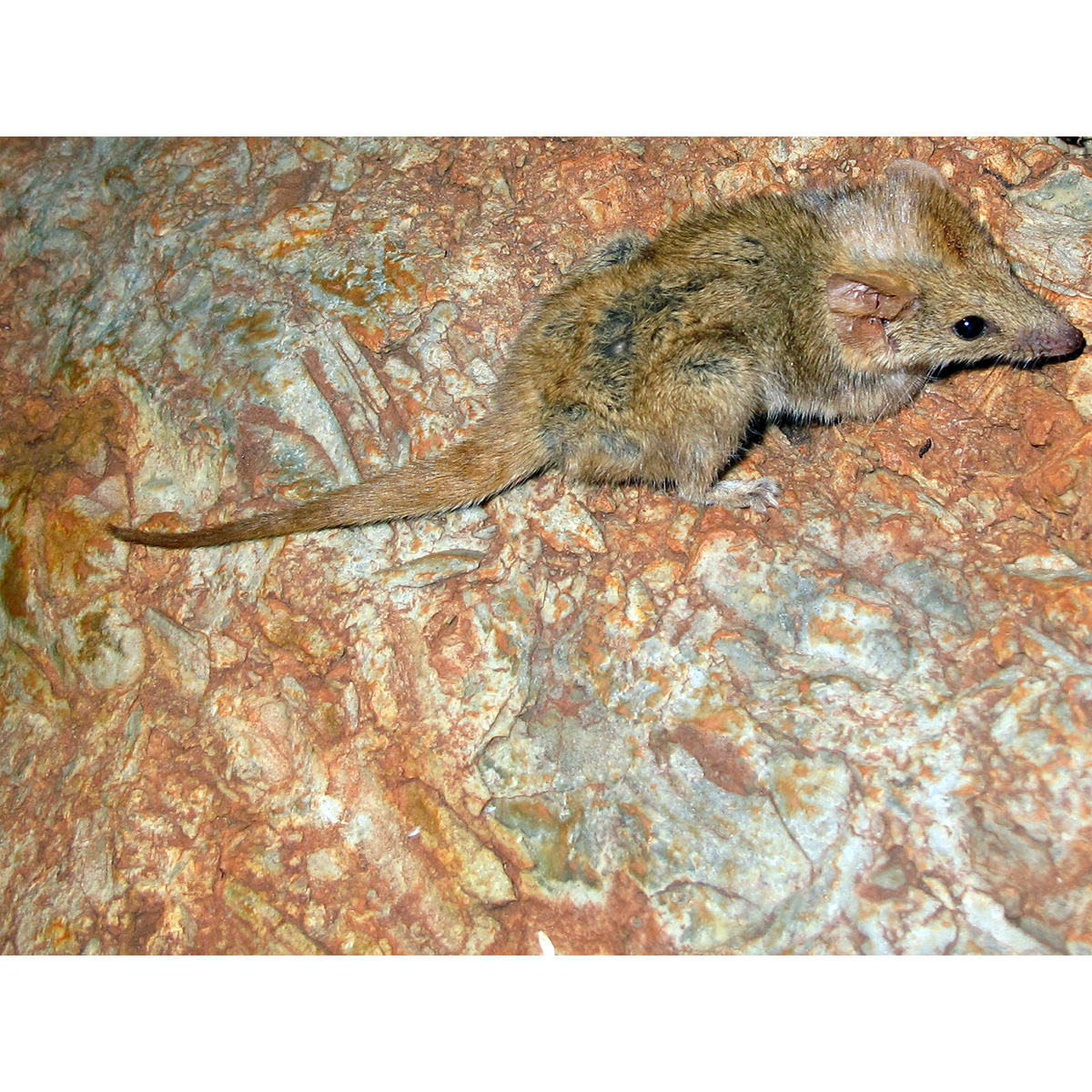 Толстохвостая сумчатая мышь (Pseudantechinus macdonnellensis) Фото №4