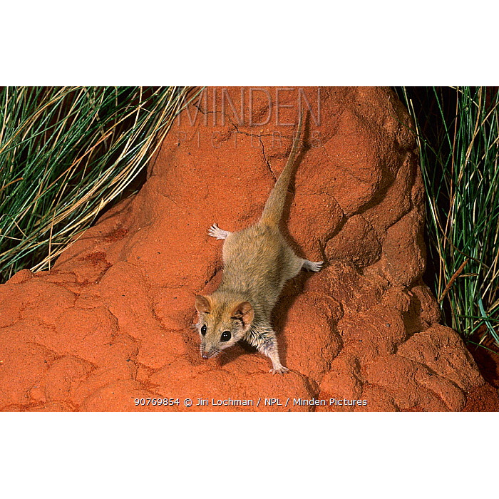 Толстохвостая сумчатая мышь (Pseudantechinus macdonnellensis) Фото №5