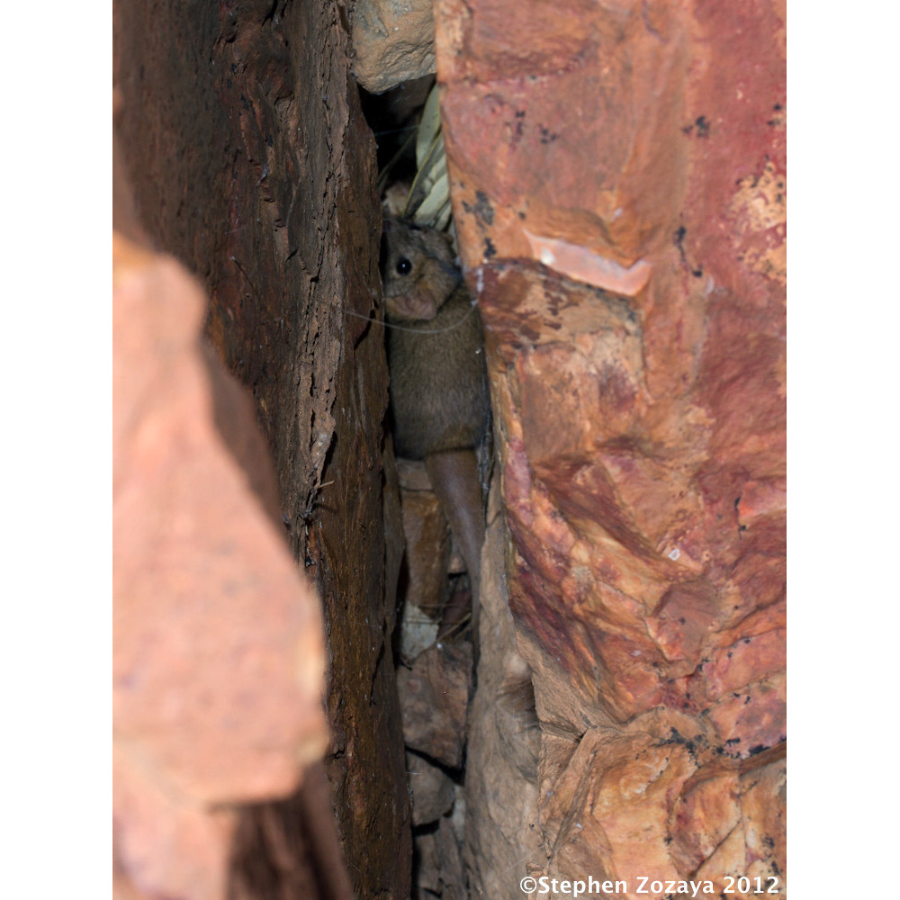 Толстохвостая сумчатая мышь (Pseudantechinus macdonnellensis) Фото №6