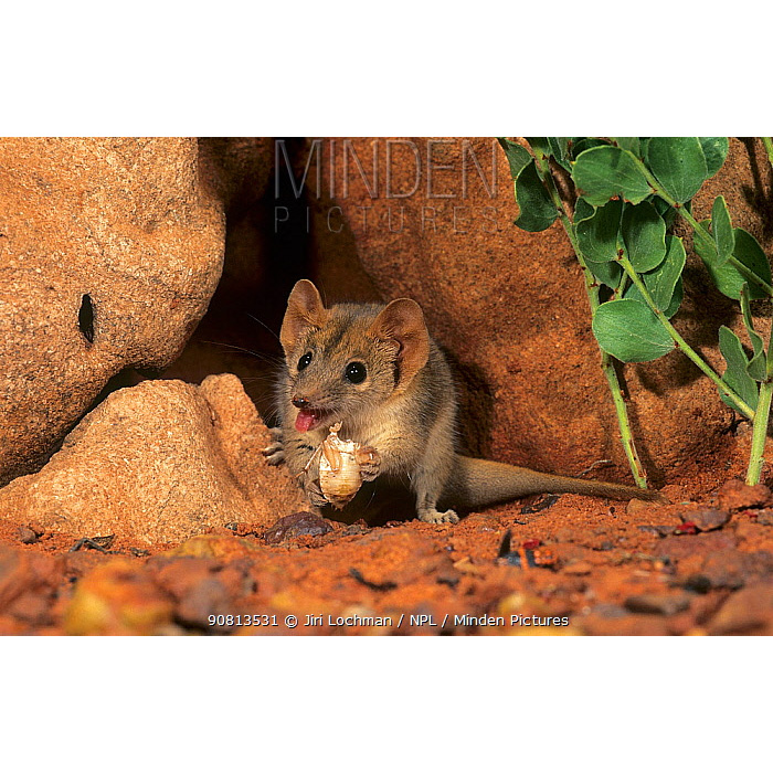 Толстохвостая сумчатая мышь (Pseudantechinus macdonnellensis) Фото №7