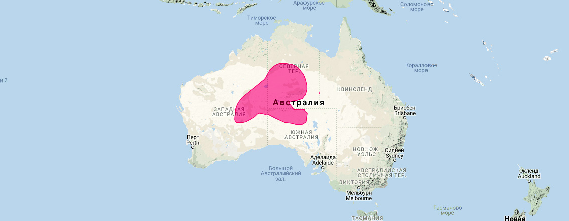 Толстохвостая сумчатая мышь (Pseudantechinus macdonnellensis) Ареал обитания на карте