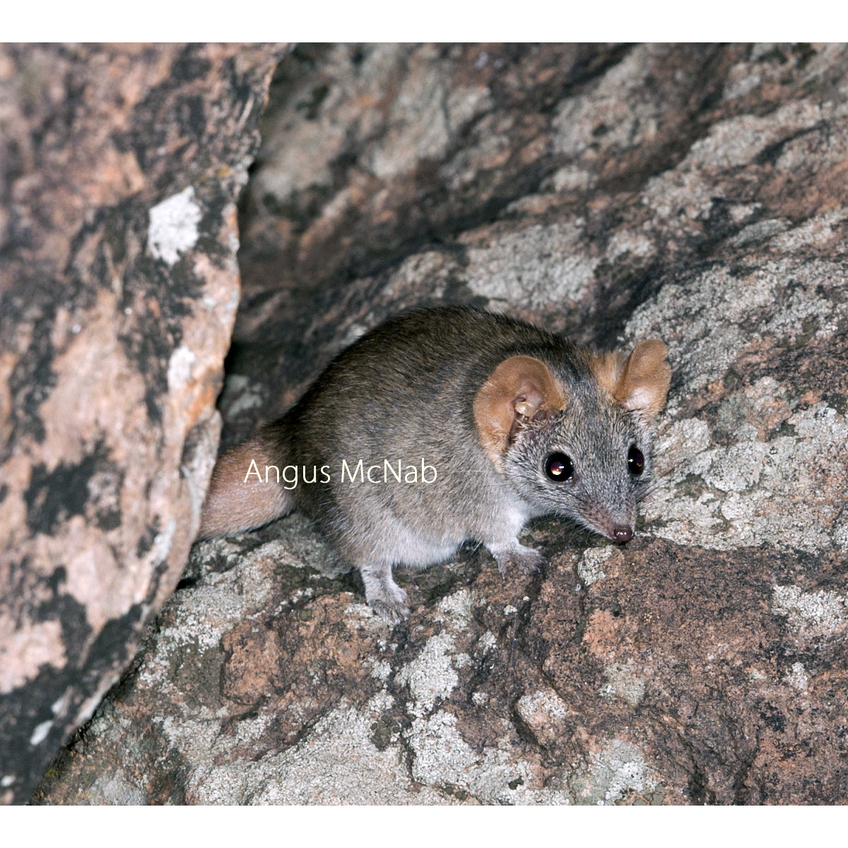 Александрийская ложная сумчатая мышь (Pseudantechinus mimulus) Фото №3