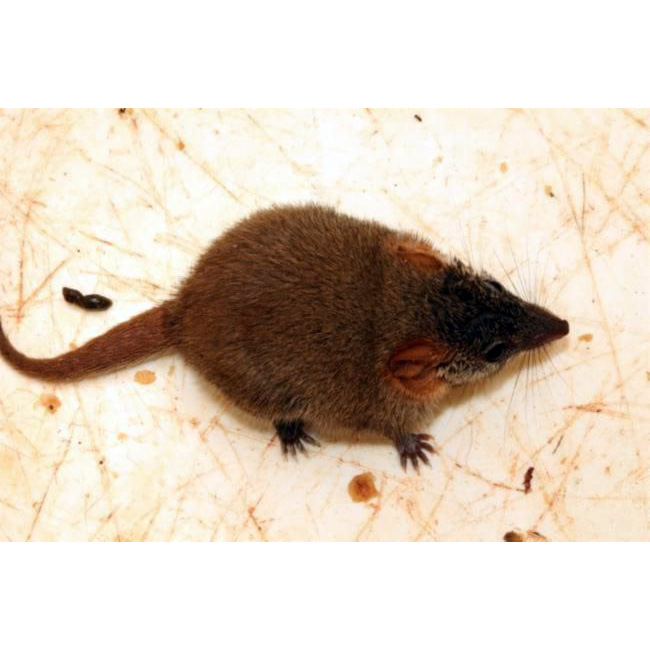 Александрийская ложная сумчатая мышь (Pseudantechinus mimulus) Фото №4