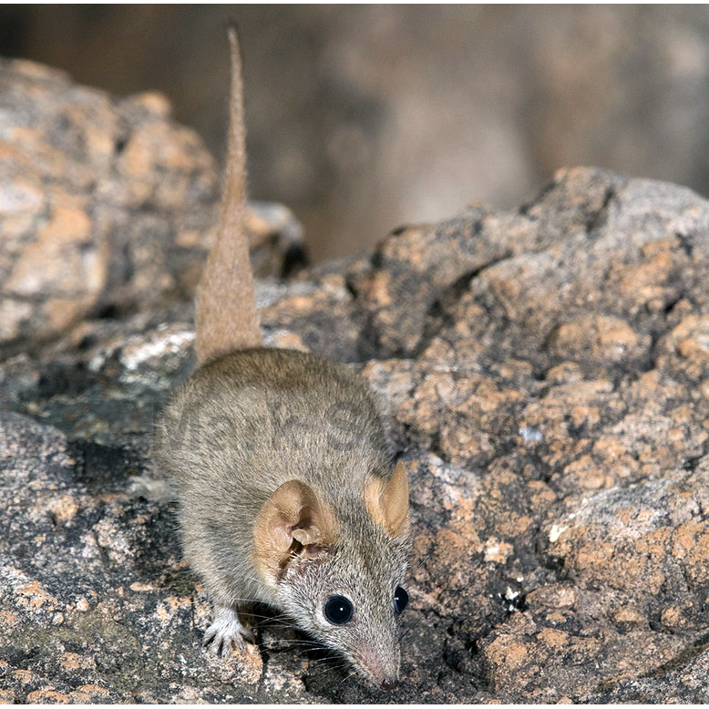 Александрийская ложная сумчатая мышь (Pseudantechinus mimulus) Фото №1