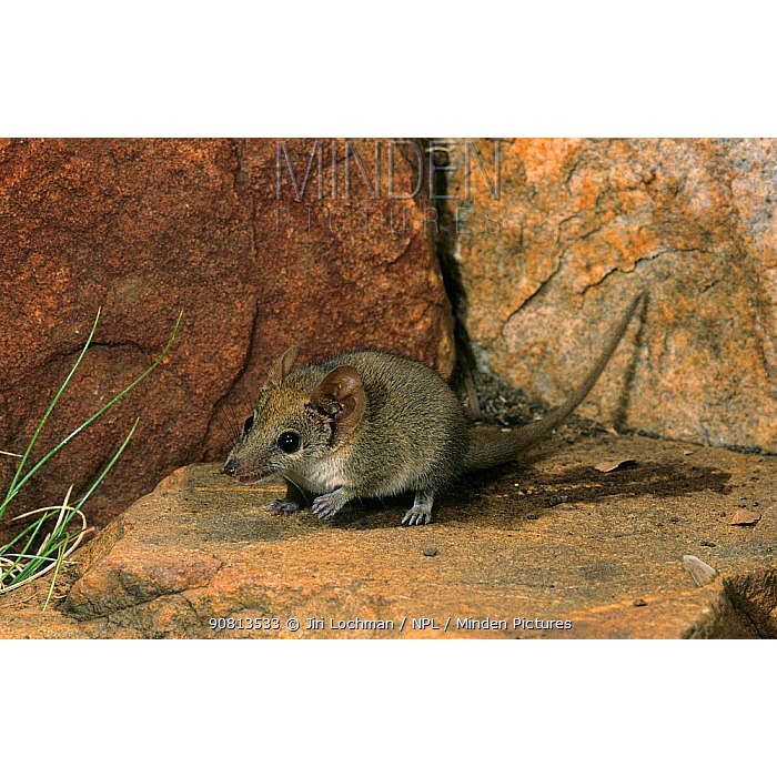 Кимберлийская сумчатая мышь (Pseudantechinus ningbing) Фото №10