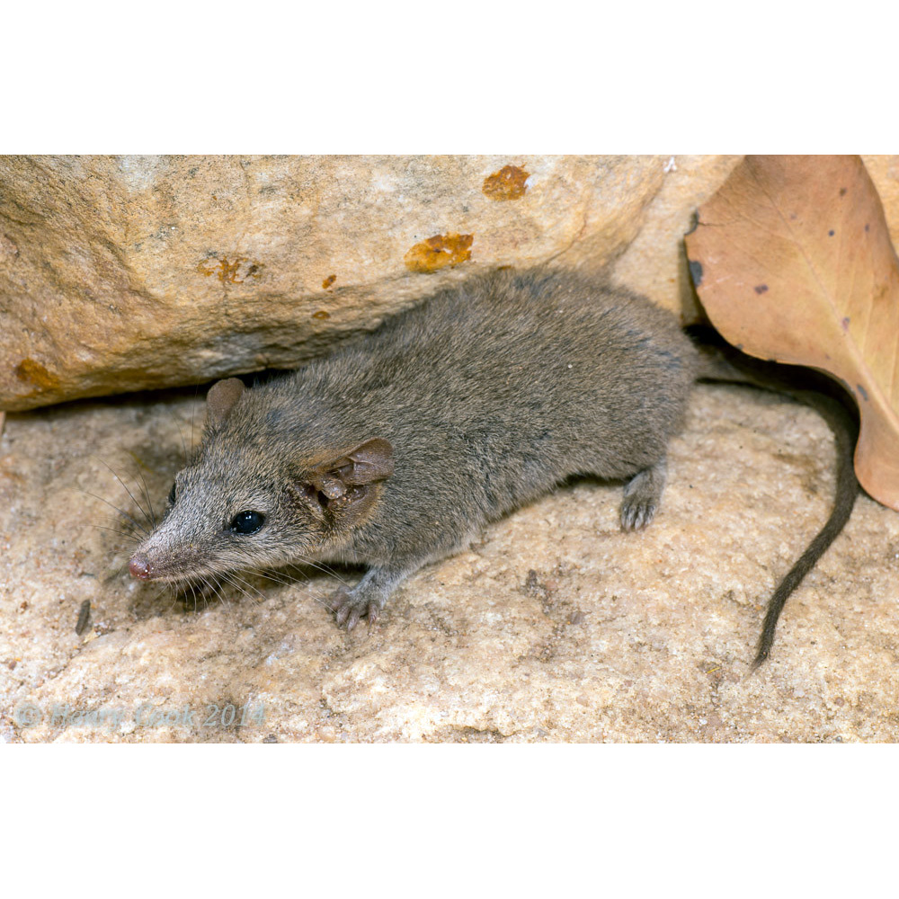 Кимберлийская сумчатая мышь (Pseudantechinus ningbing) Фото №2