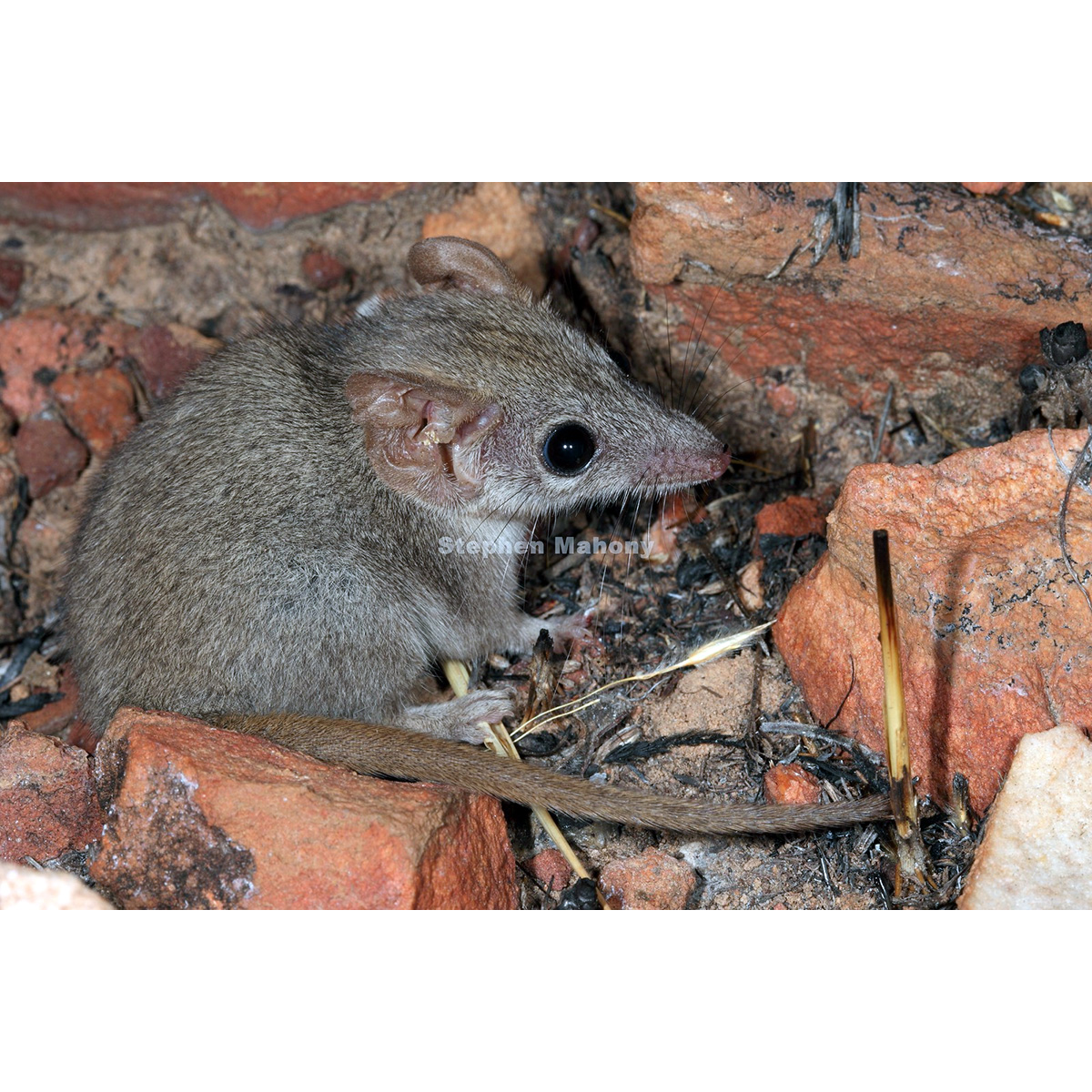 Кимберлийская сумчатая мышь (Pseudantechinus ningbing) Фото №3