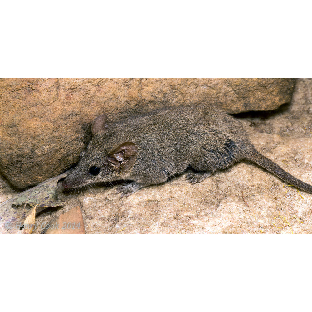 Кимберлийская сумчатая мышь (Pseudantechinus ningbing) Фото №4