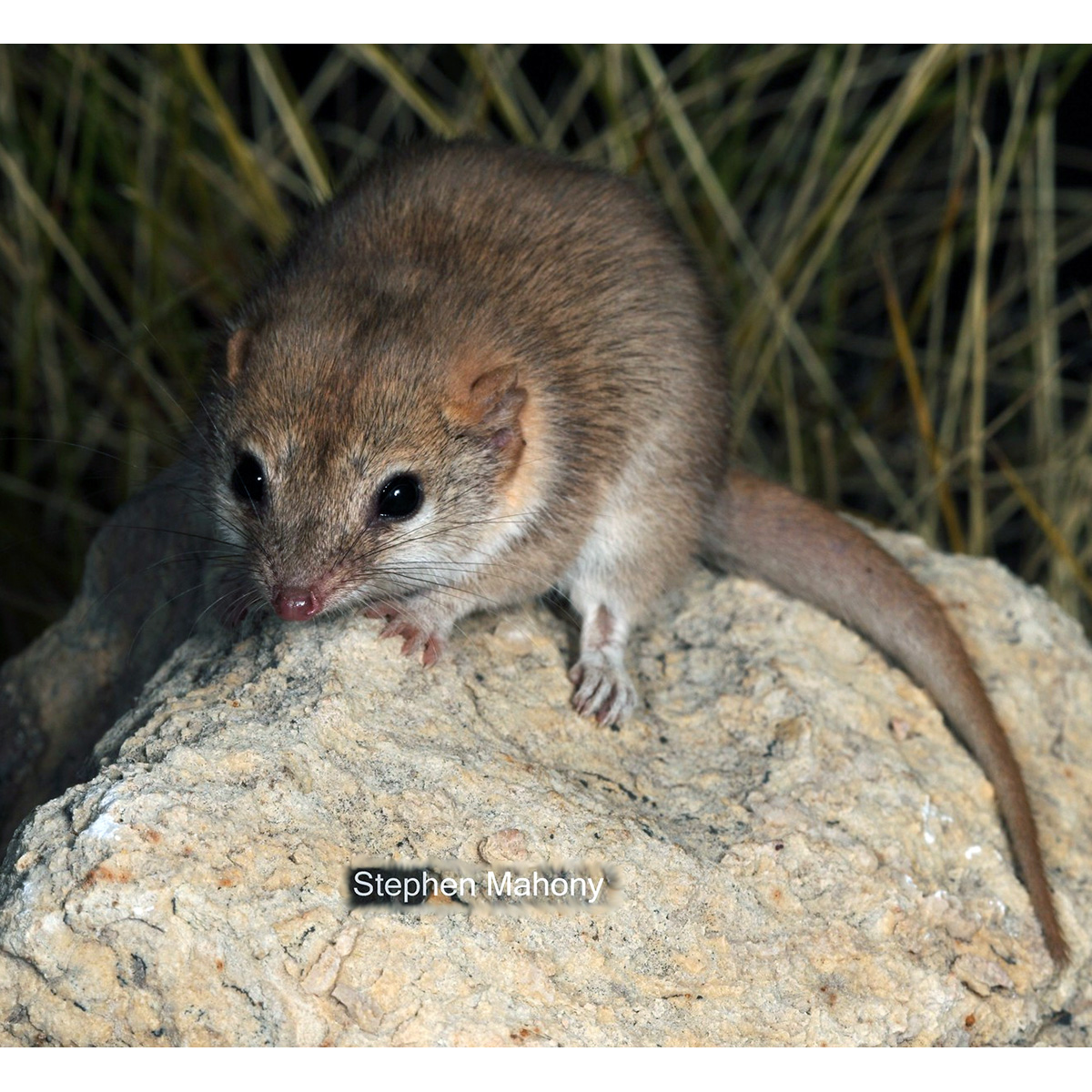 Кимберлийская сумчатая мышь (Pseudantechinus ningbing) Фото №5