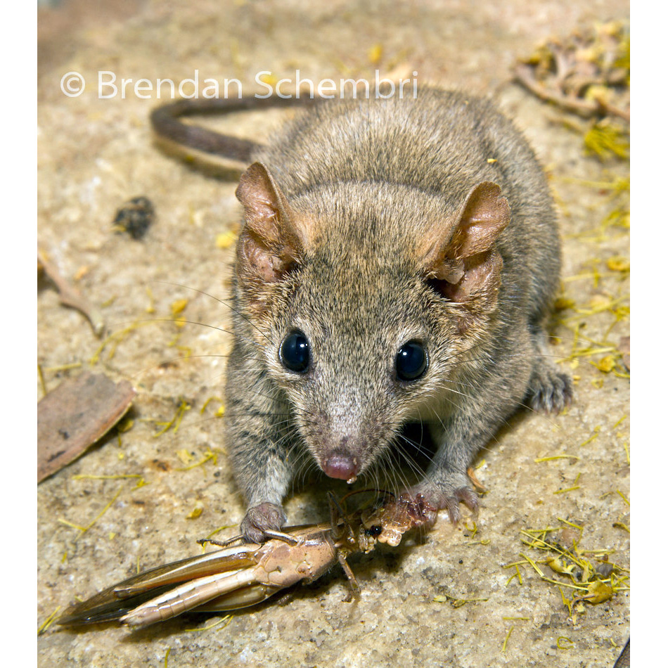 Кимберлийская сумчатая мышь (Pseudantechinus ningbing) Фото №6
