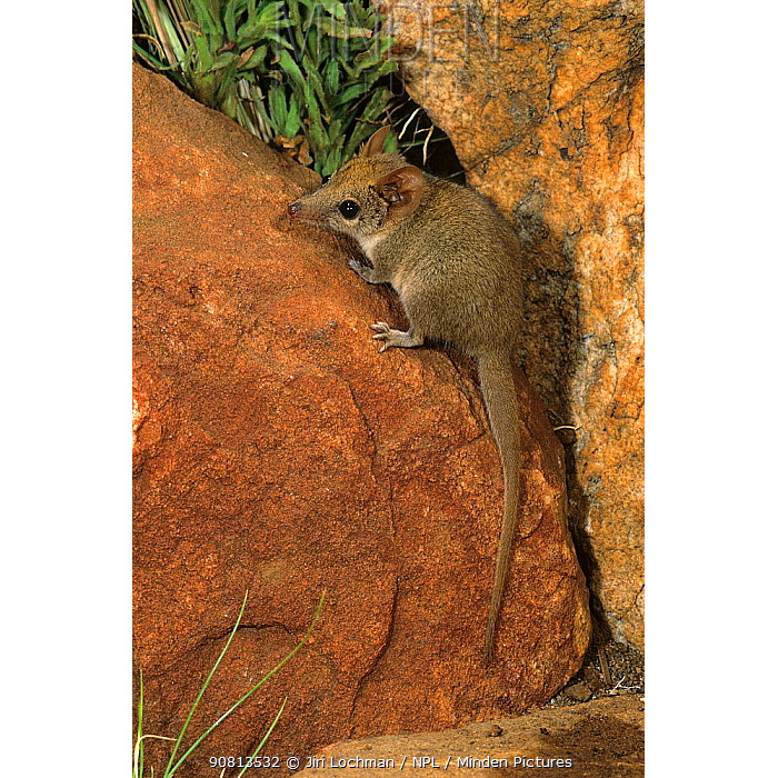 Кимберлийская сумчатая мышь (Pseudantechinus ningbing) Фото №8