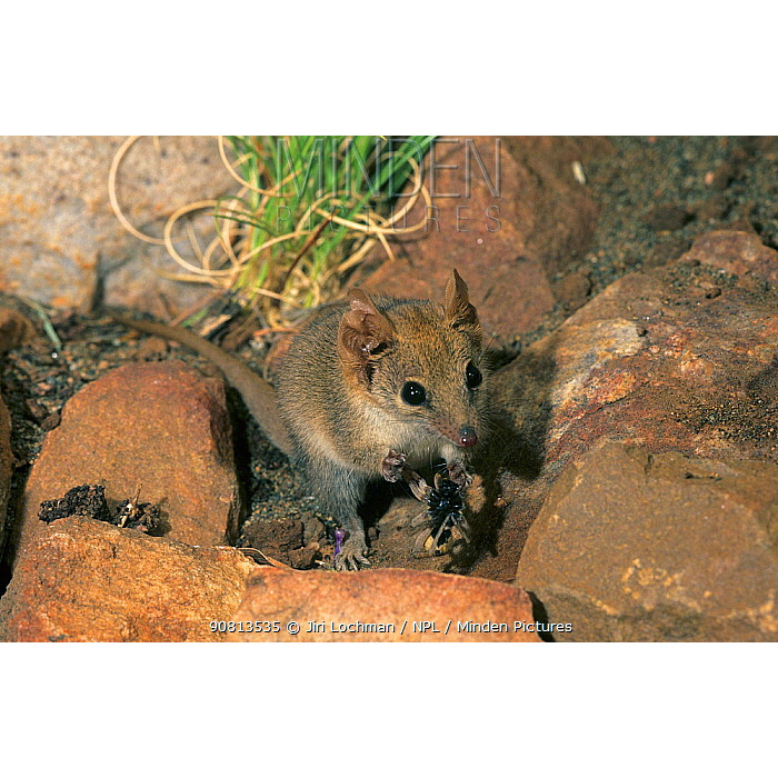 Кимберлийская сумчатая мышь (Pseudantechinus ningbing) Фото №9