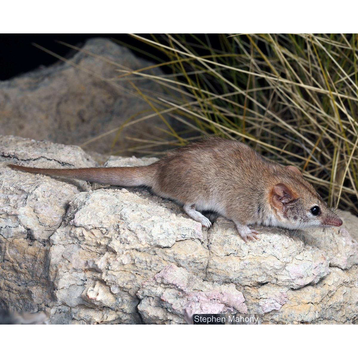 Кимберлийская сумчатая мышь (Pseudantechinus ningbing) Фото №1