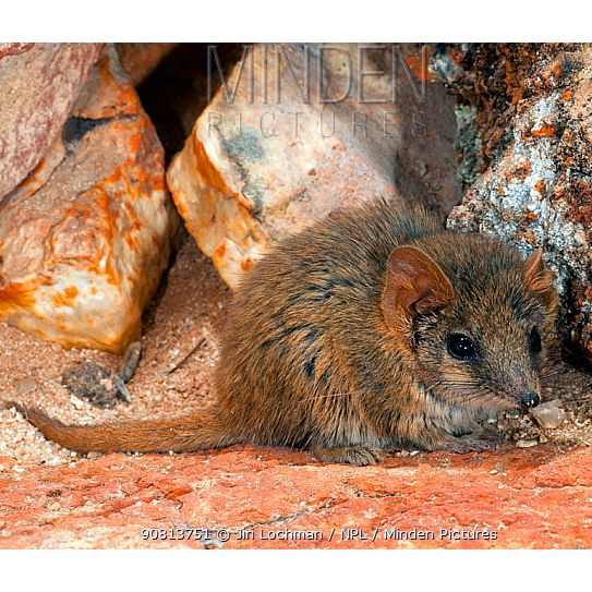 Сумчатая мышь Рори (Pseudantechinus roryi) Фото №1