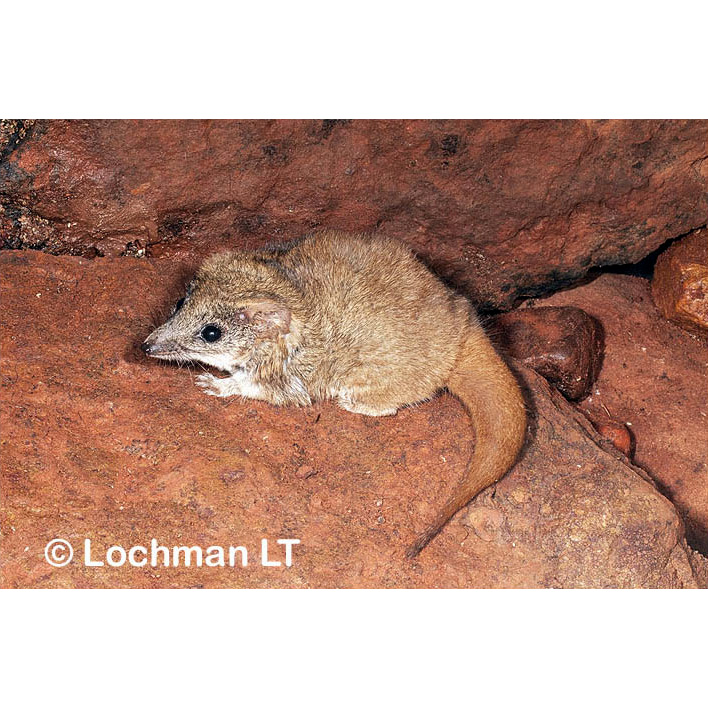 Сумчатая мышь Вулли (Pseudantechinus woolleyae) Фото №2