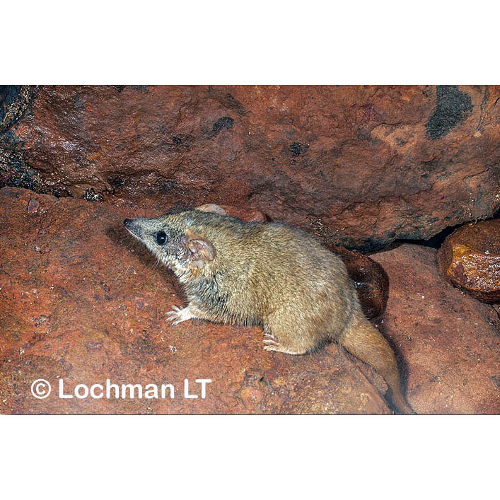 Сумчатая мышь Вулли (Pseudantechinus woolleyae) Фото №3