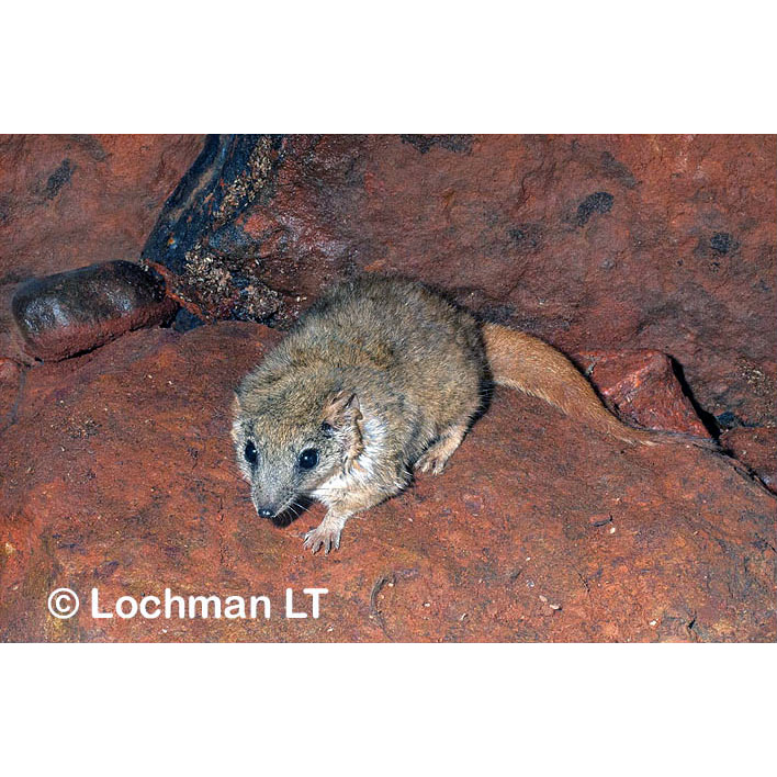 Сумчатая мышь Вулли (Pseudantechinus woolleyae) Фото №4