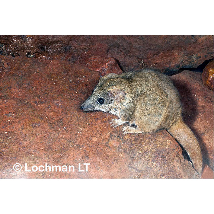 Сумчатая мышь Вулли (Pseudantechinus woolleyae) Фото №5