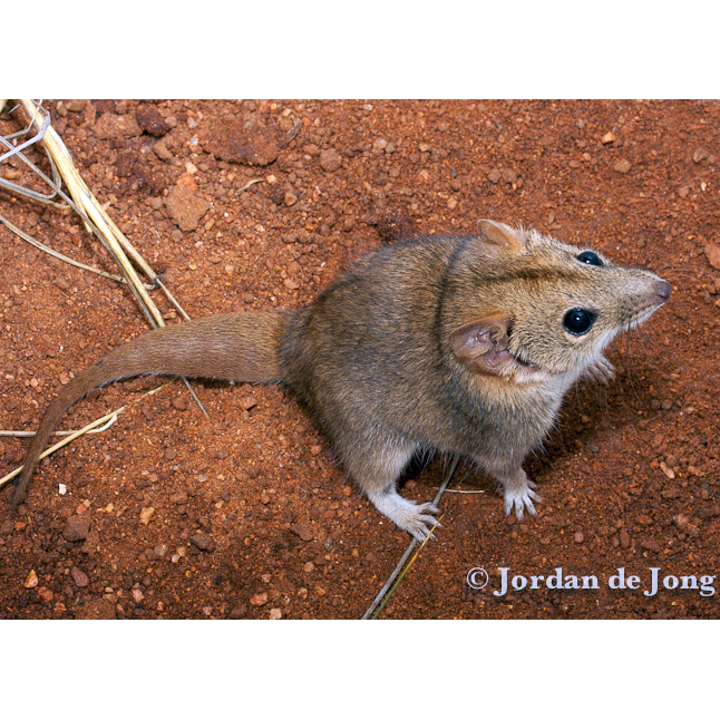 Сумчатая мышь Вулли (Pseudantechinus woolleyae) Фото №1