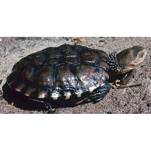  Род Болотные жабьи черепахи  фото
