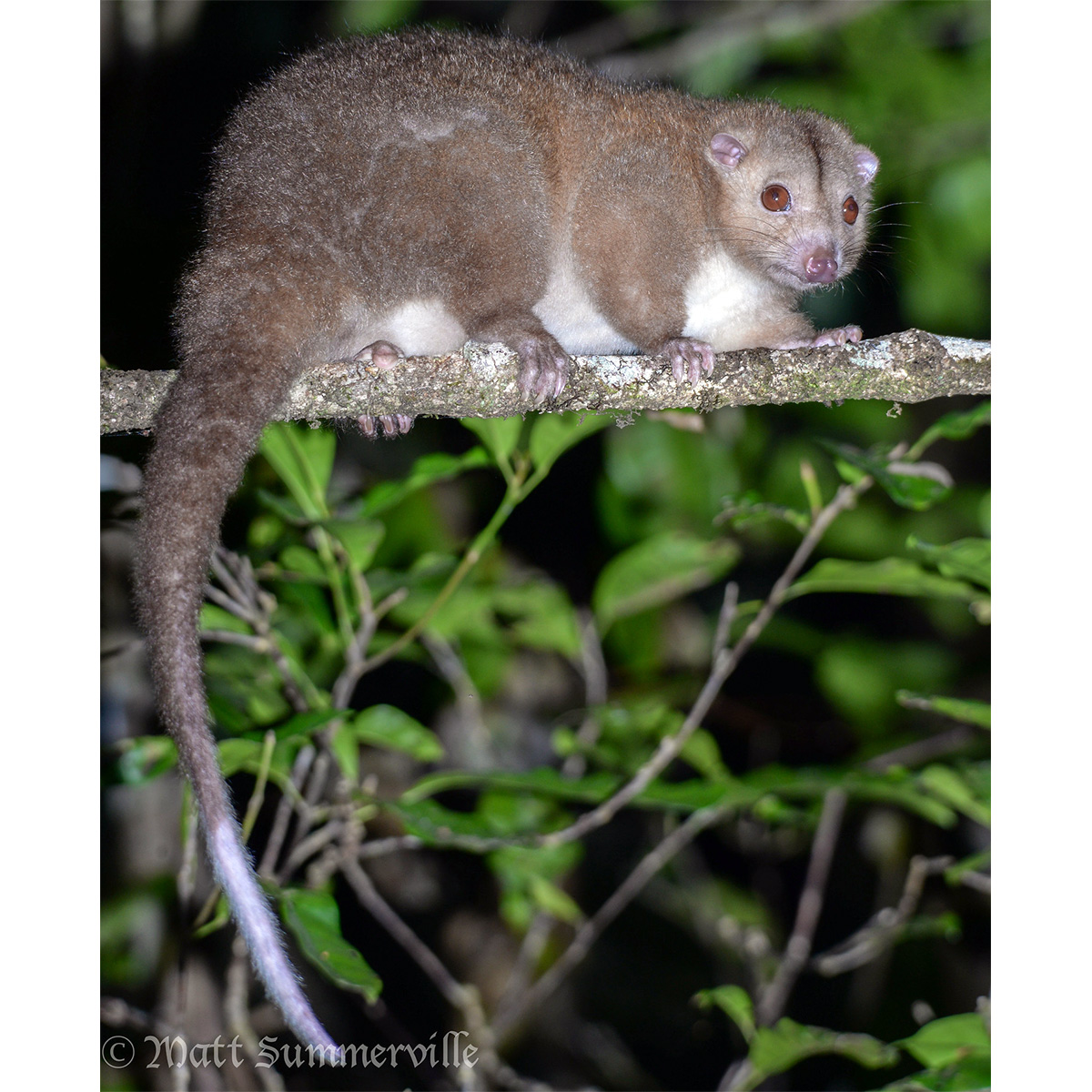 Daintree River Ringtail Possum (Pseudochirulus cinereus) Фото №3