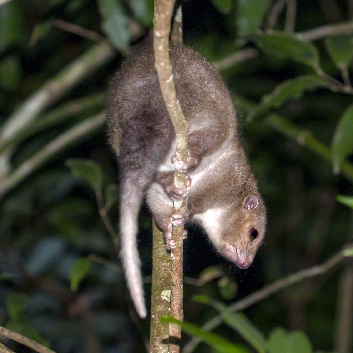 Daintree River Ringtail Possum (Pseudochirulus cinereus) Фото №7
