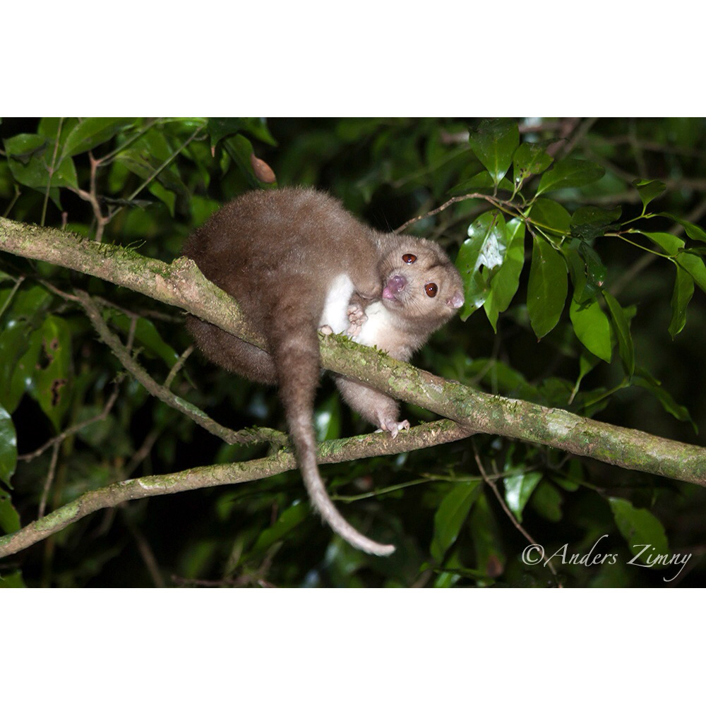 Daintree River Ringtail Possum (Pseudochirulus cinereus) Фото №8