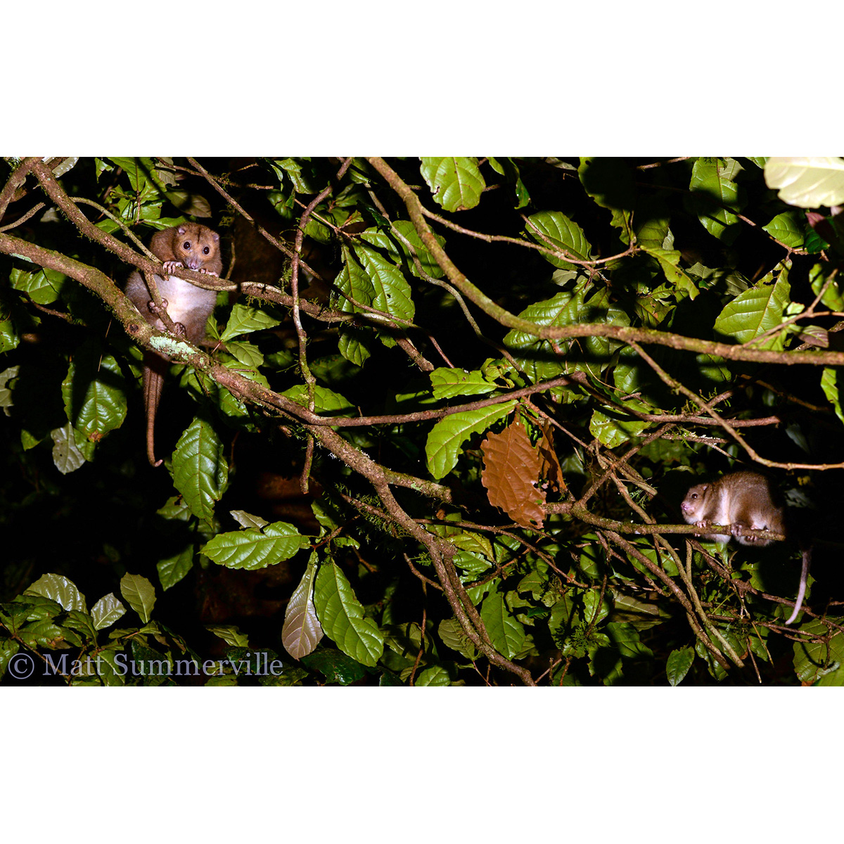 Daintree River Ringtail Possum (Pseudochirulus cinereus) Фото №9