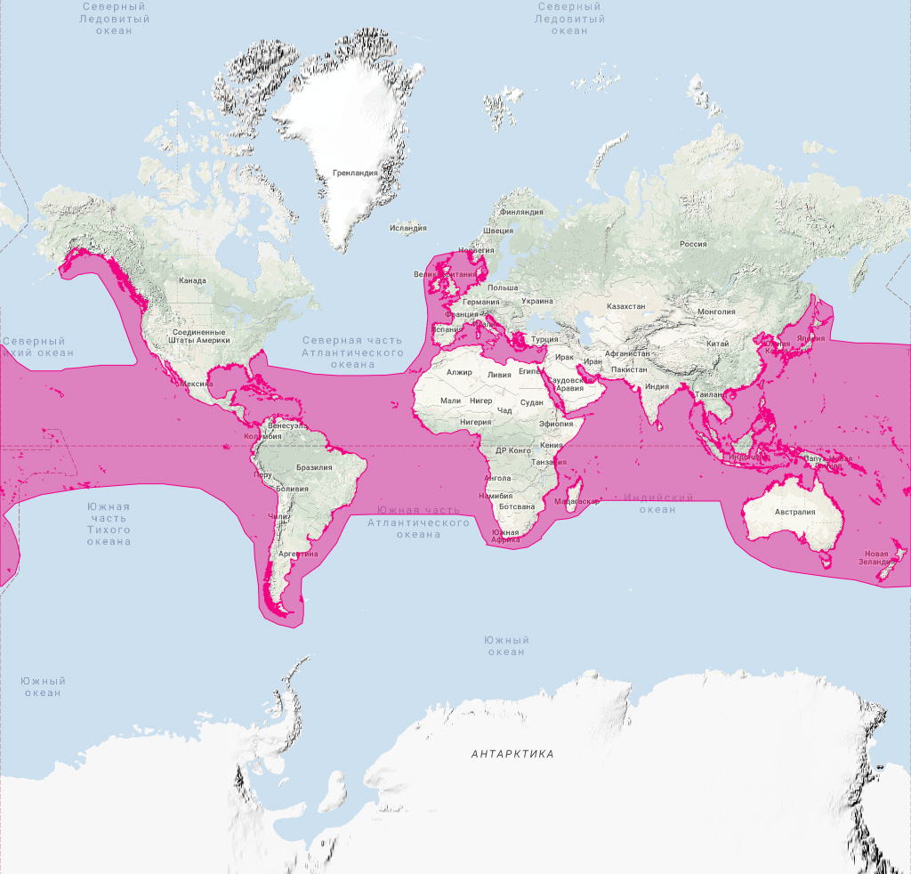 Малая косатка (Pseudorca crassidens) Ареал обитания на карте