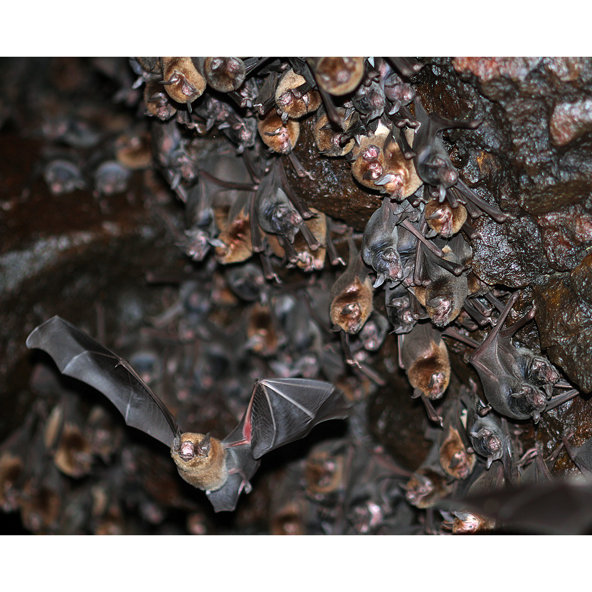 Подбородколист Дэви (Pteronotus davyi) Фото №6