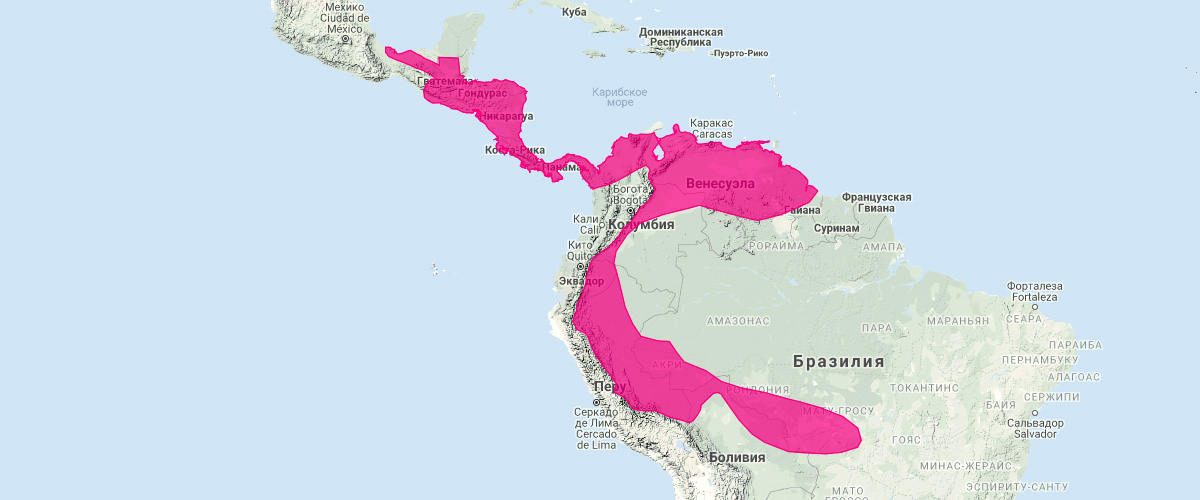 Голоспинный подбородколист (Pteronotus gymnonotus) Ареал обитания на карте