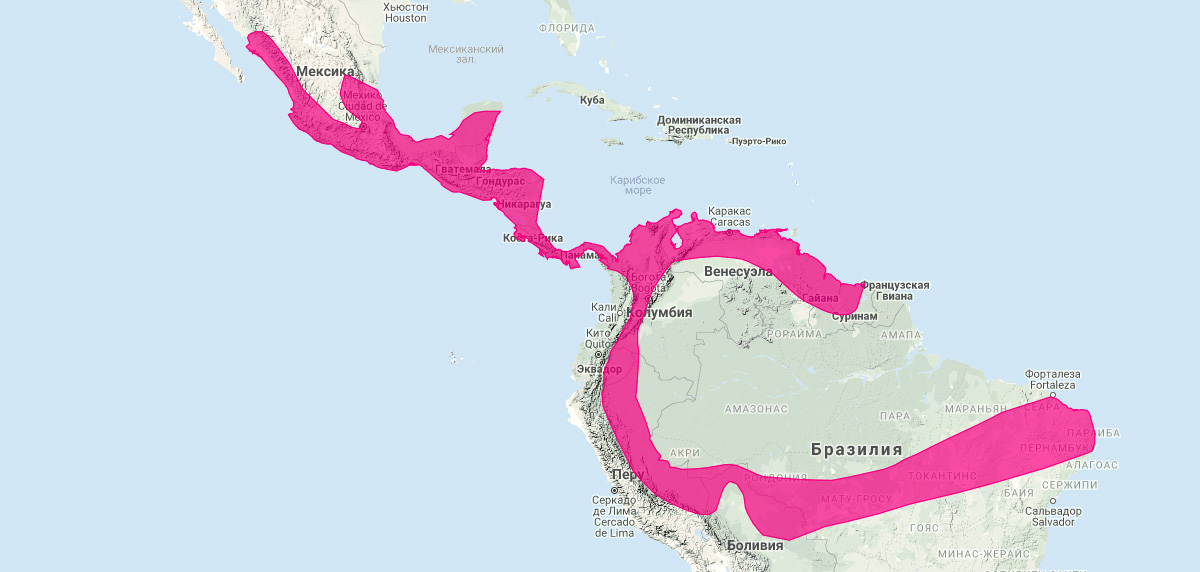 Мексиканский подбородколист (Pteronotus personatus) Ареал обитания на карте