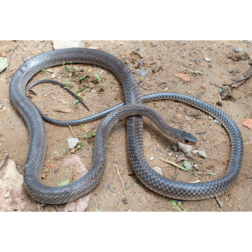  Род Большеглазые полозы / Азиатские крысиные змеи  фото