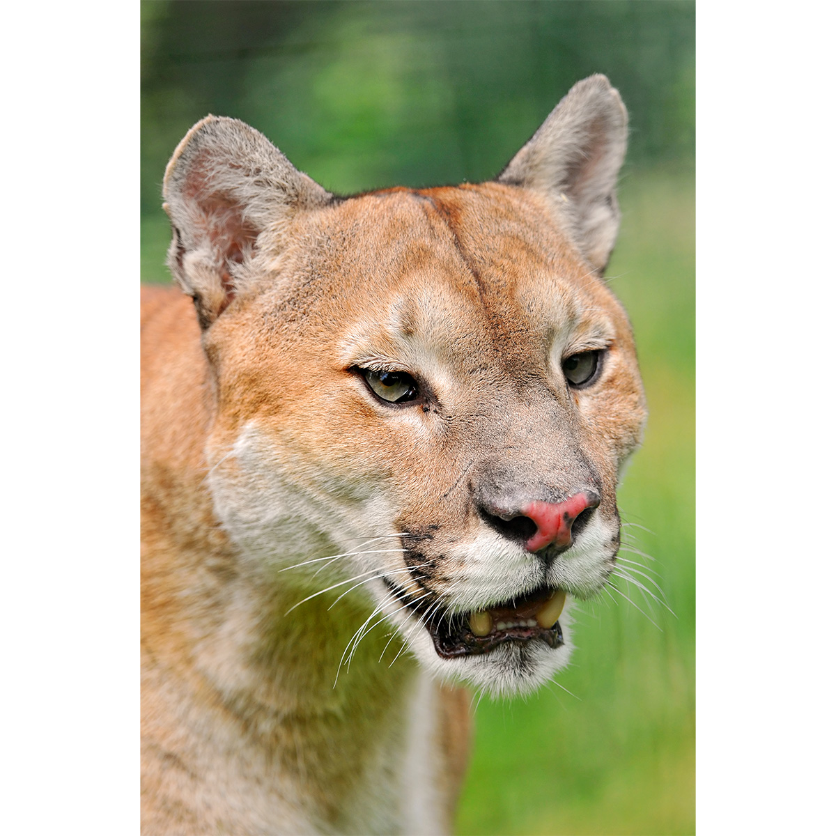 Пума / Горный лев / Кугуар (Puma concolor) Фото №10