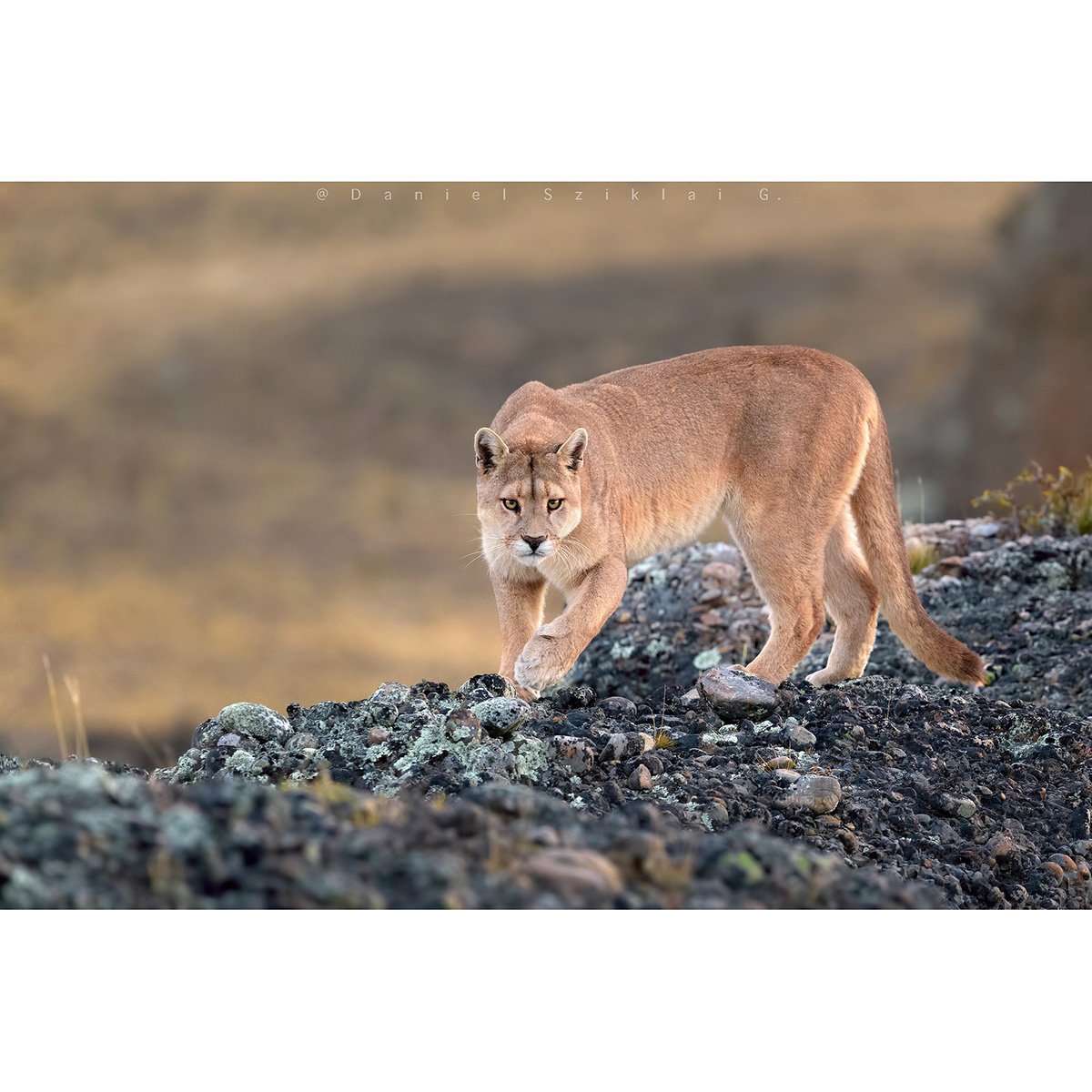 Пума / Горный лев / Кугуар (Puma concolor) Фото №2