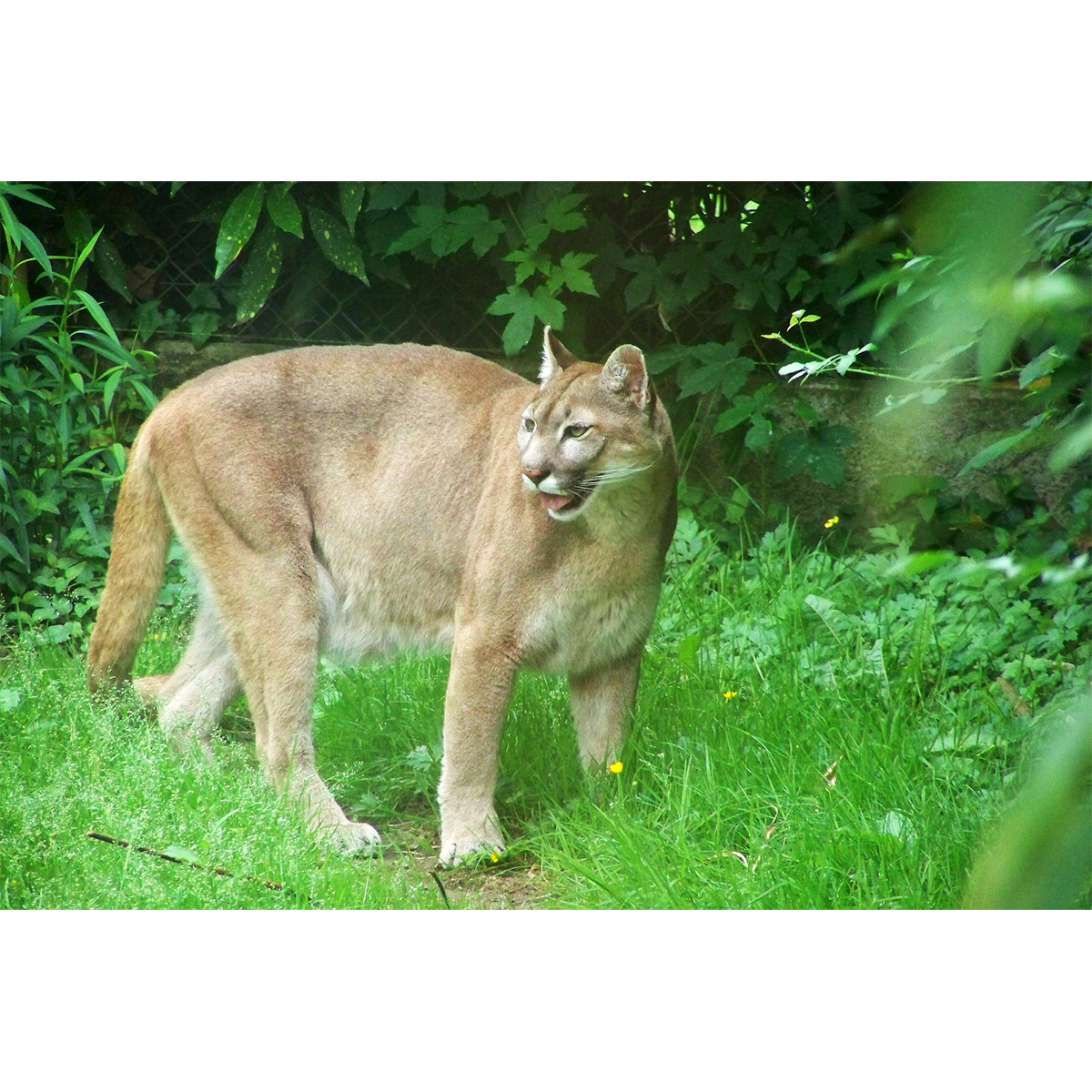 Пума / Горный лев / Кугуар (Puma concolor) Фото №3