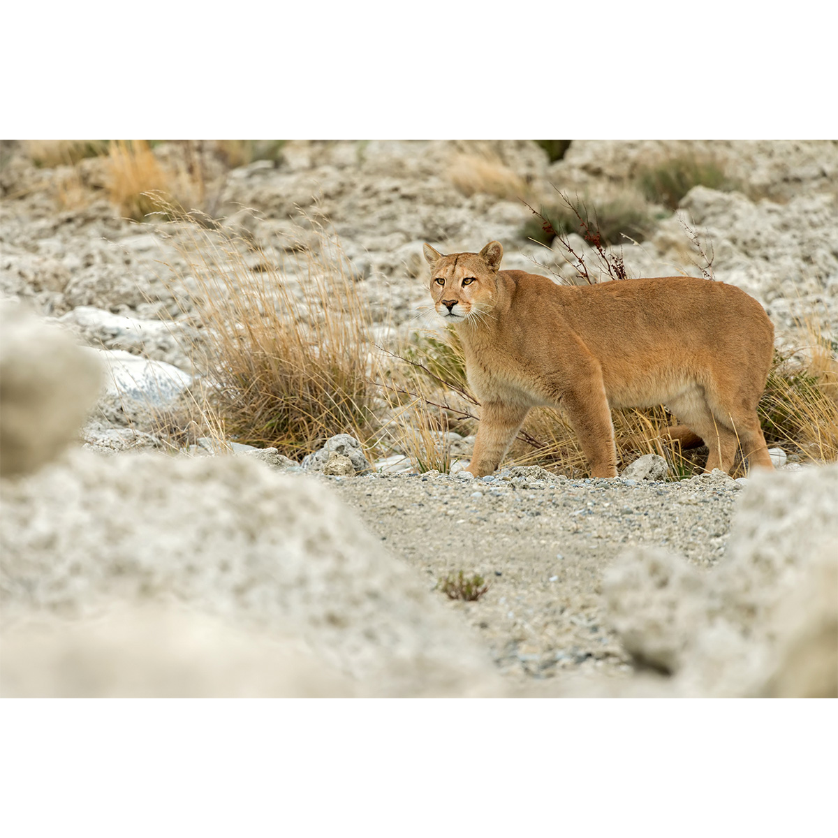 Пума / Горный лев / Кугуар (Puma concolor) Фото №4