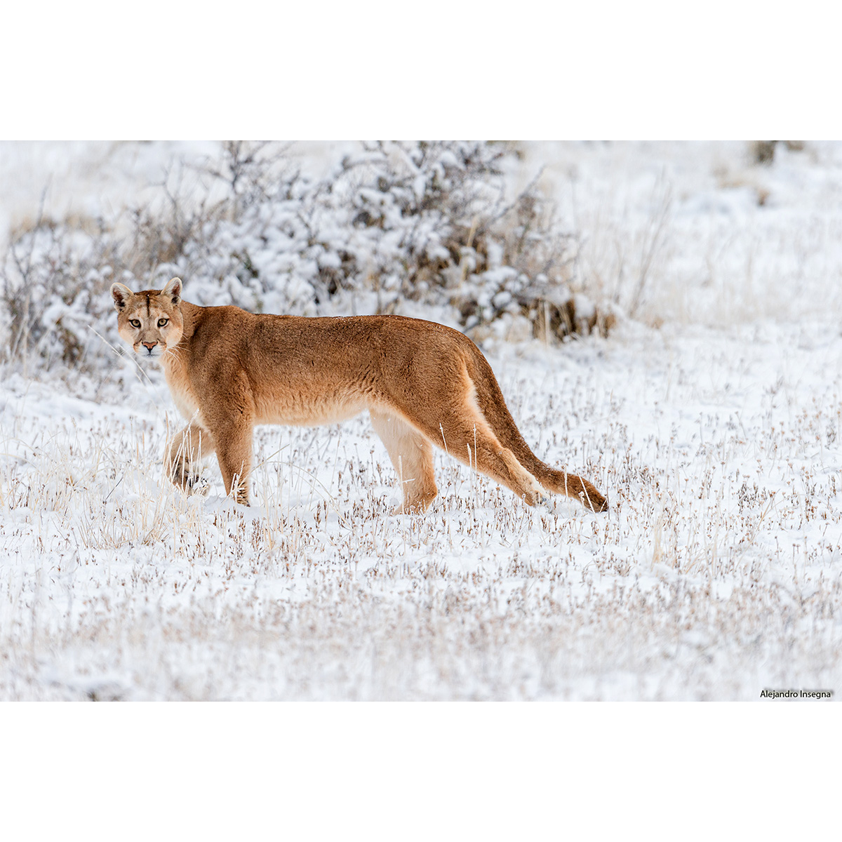 Пума / Горный лев / Кугуар (Puma concolor) Фото №5