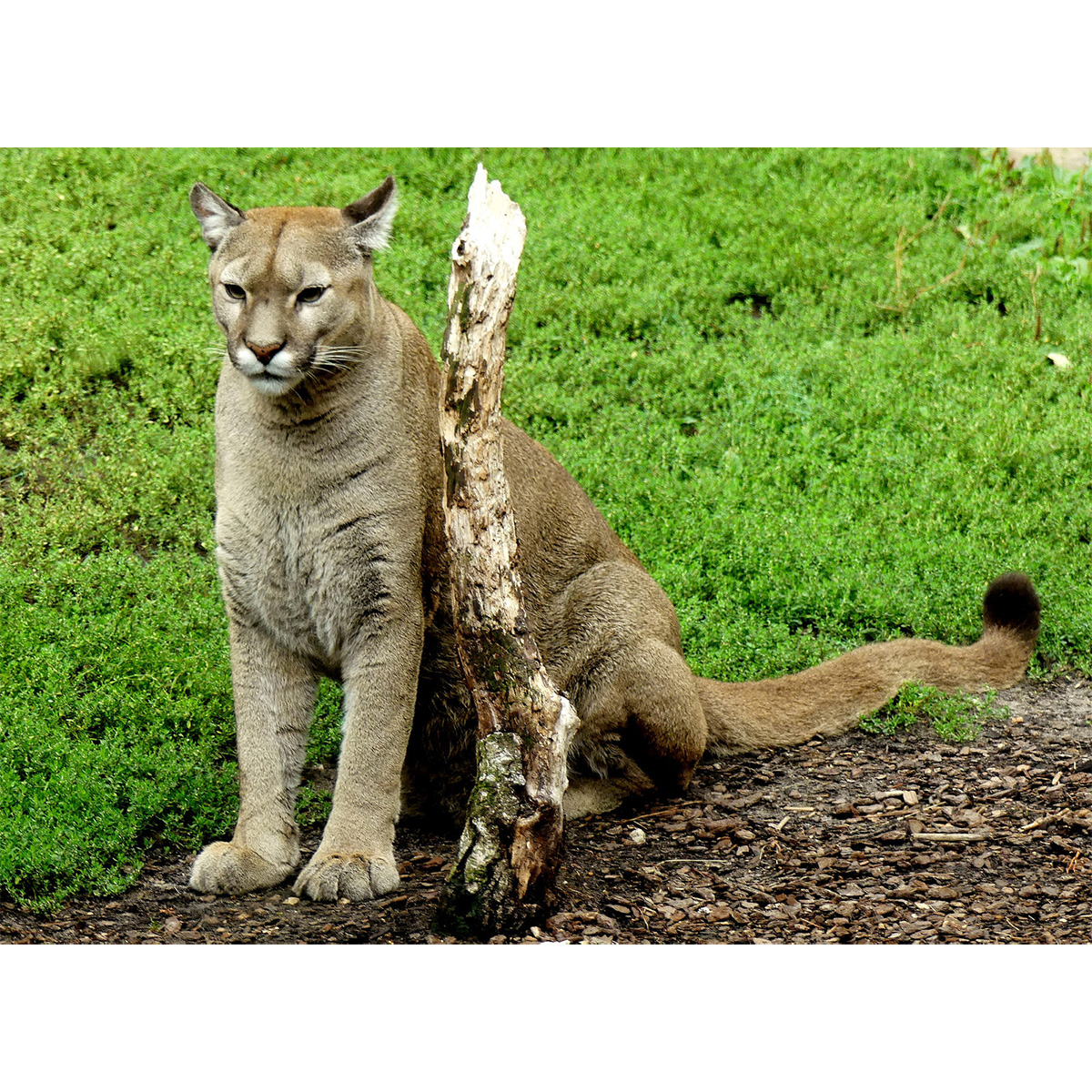 Пума / Горный лев / Кугуар (Puma concolor) Фото №6