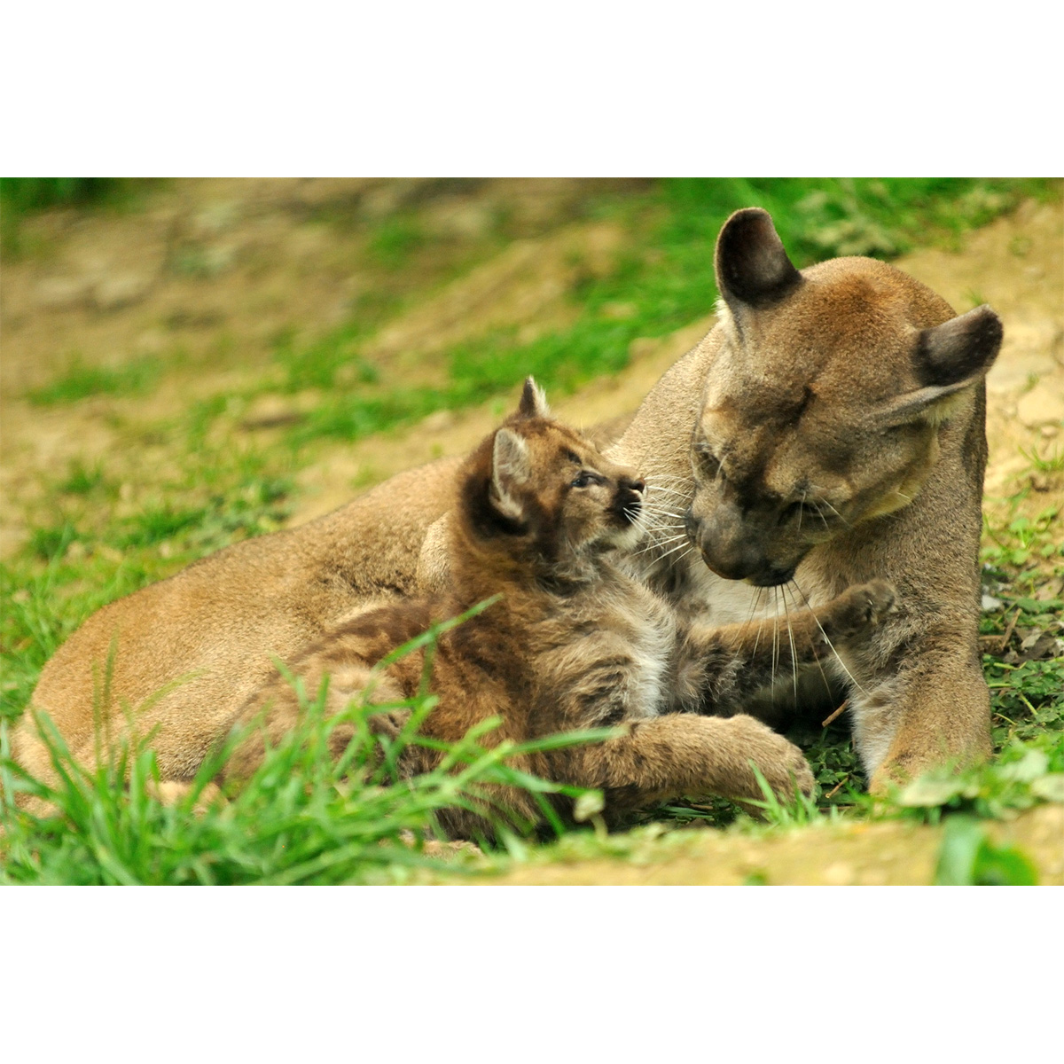Пума / Горный лев / Кугуар (Puma concolor) Фото №8