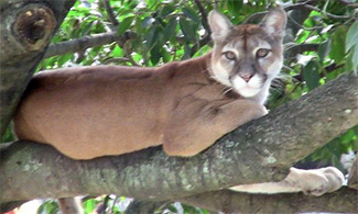Puma concolor anthonyi