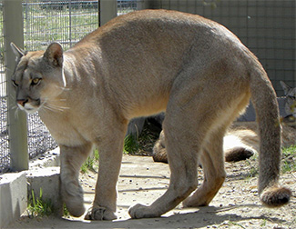 Puma concolor puma