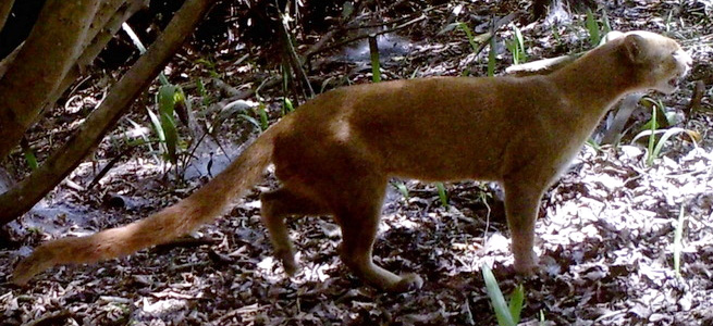 Puma yagouaroundi fossata
